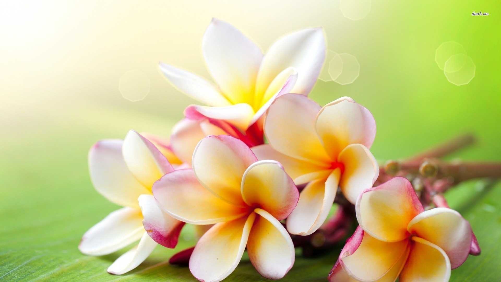 Image result for hawaii hd WALLPAPER FOR DESKTOP 1920x1080