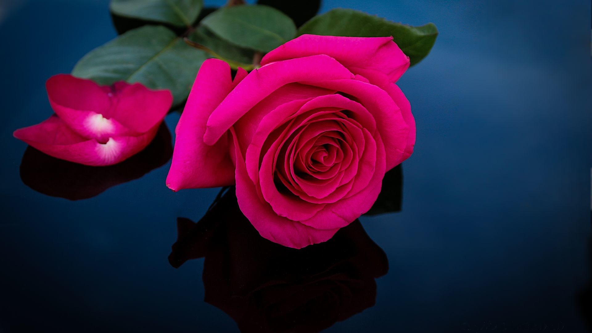 Pink Rose Wallpaper 1920x1080