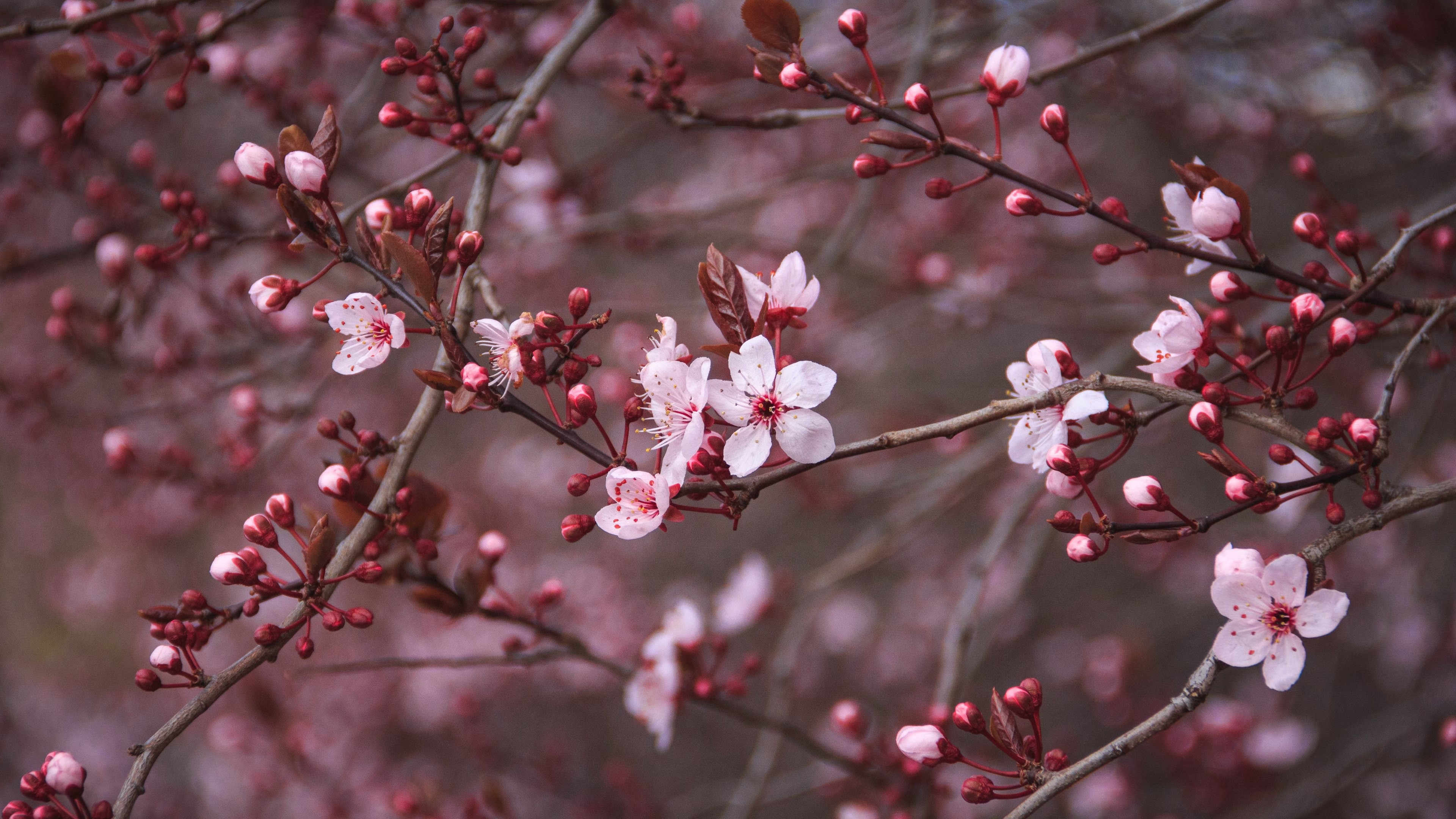 New Inspiration 4K Wallpaper Japanese Cherry Blossom, Top Inspiration!