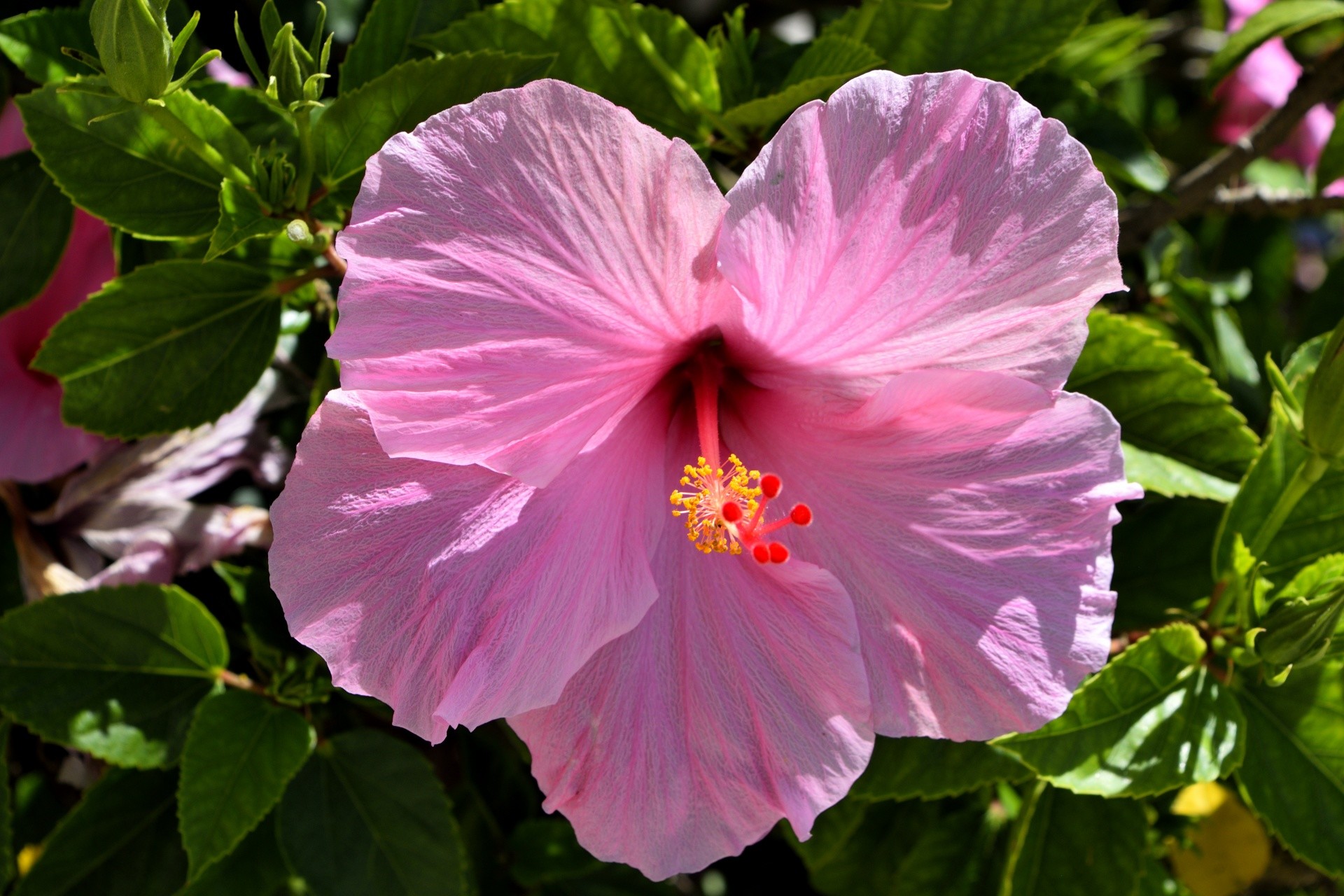 Hibiscus Flower Wallpaper (42+ pictures)