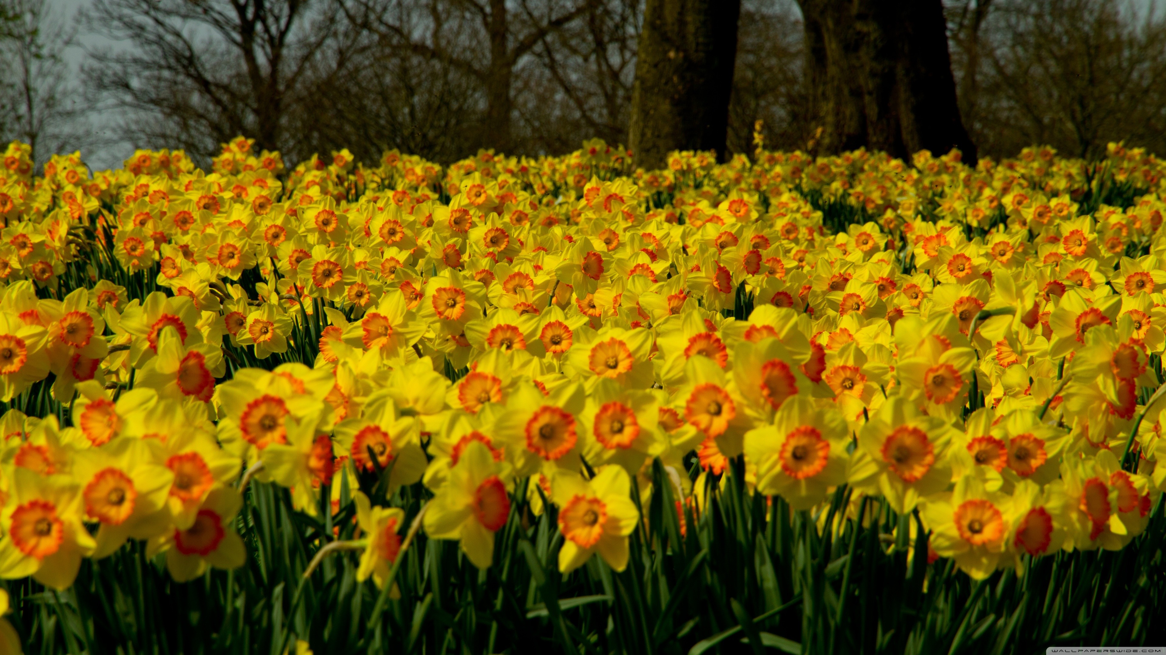 Daffodils Wallpaper 53 Pictures