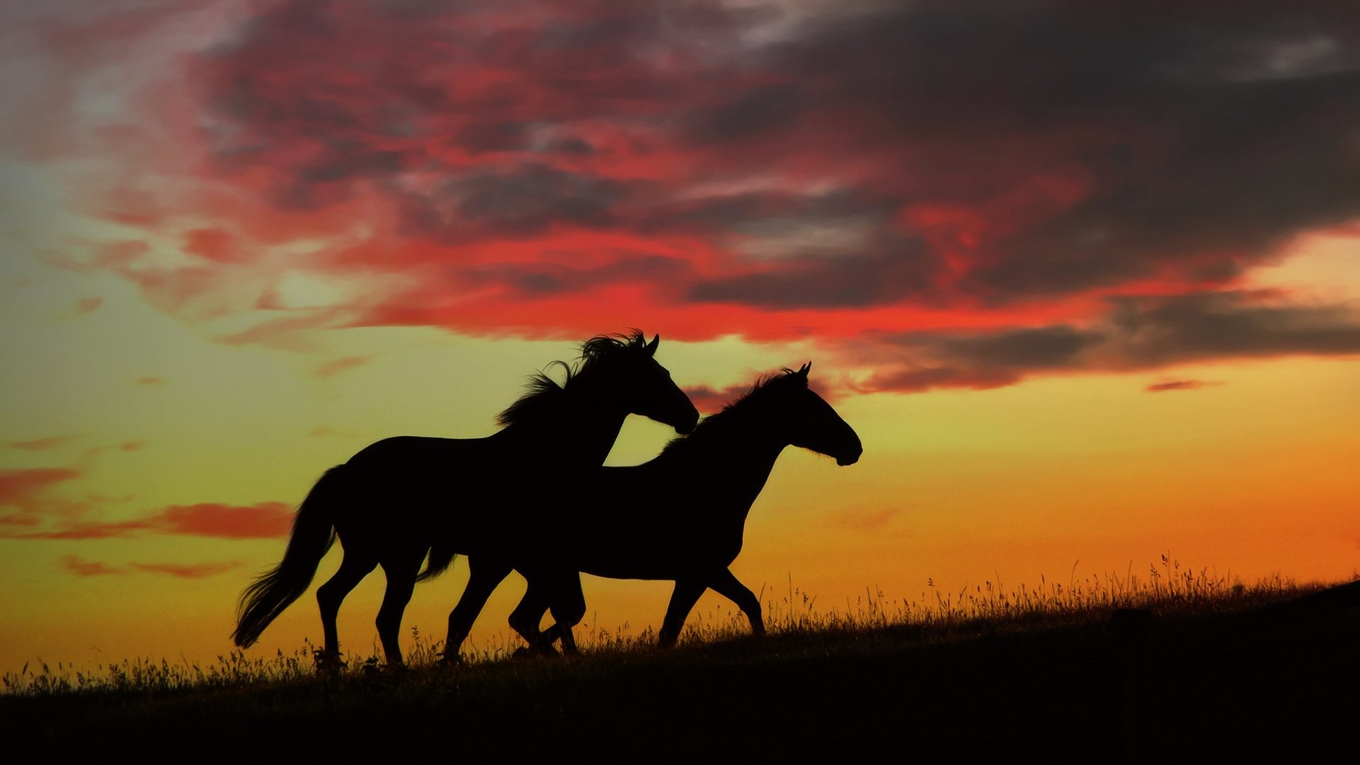 Horse Sunset Background 1920x1080