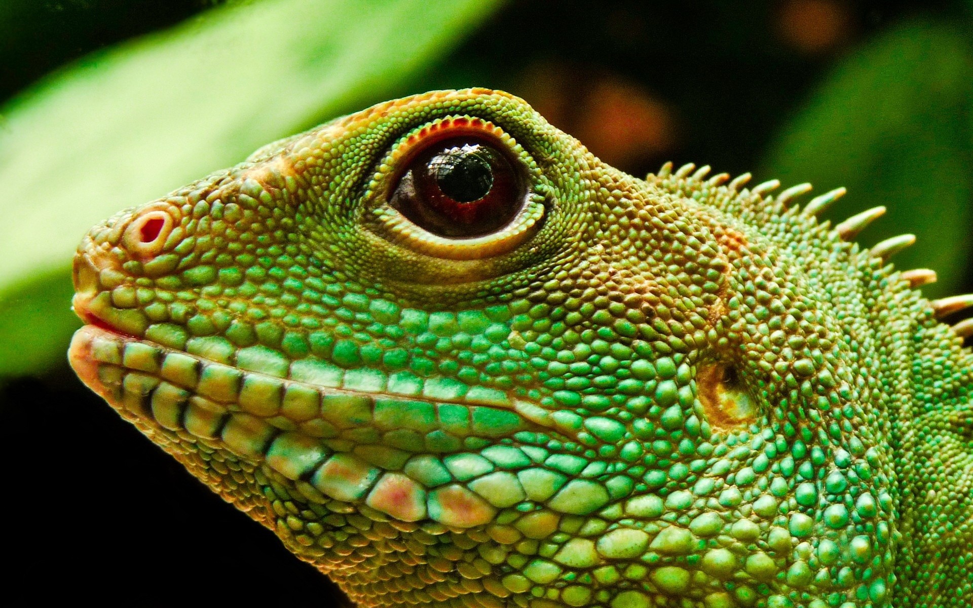 Pet Iguana 1920x1200