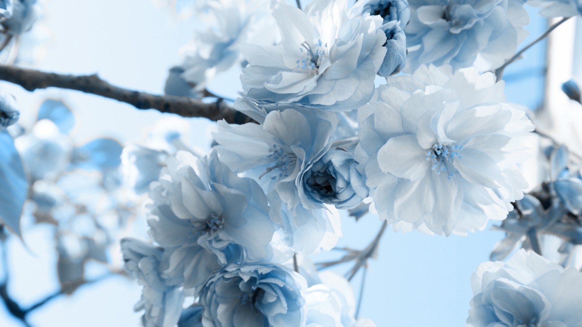 Blue Flower Wallpaper (60+ pictures)