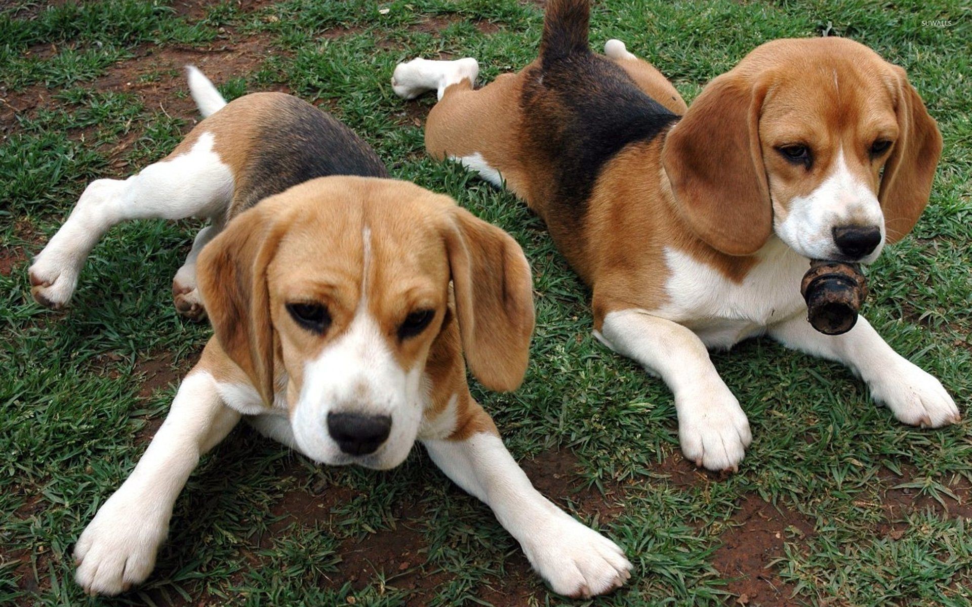 Beagle Wallpaper 71 Pictures