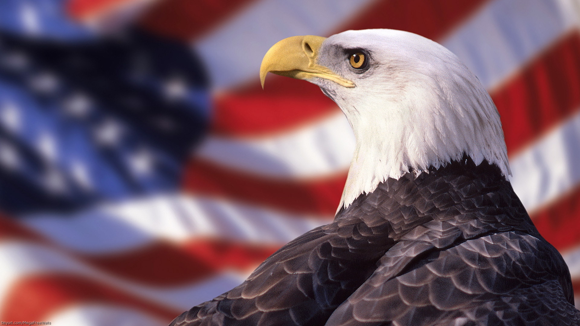 Bald Eagle Wallpaper. Iwo Jima Memorial Wallpaper. Constitution Wallpaper. July  4th Wallpapers 1920x1080