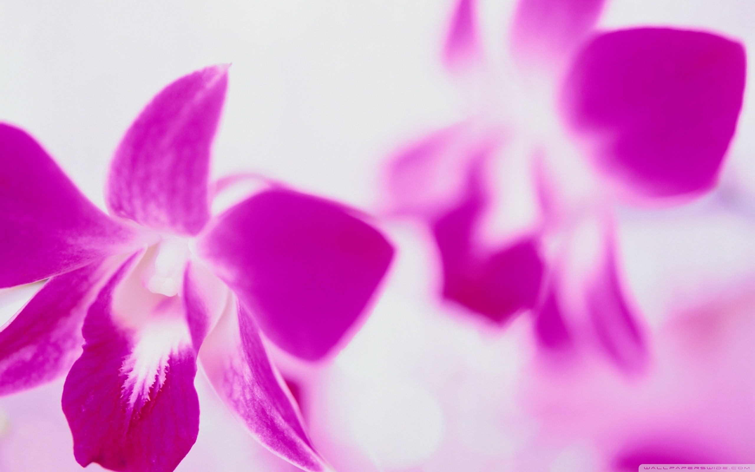 Related wallpapers 2560x1600