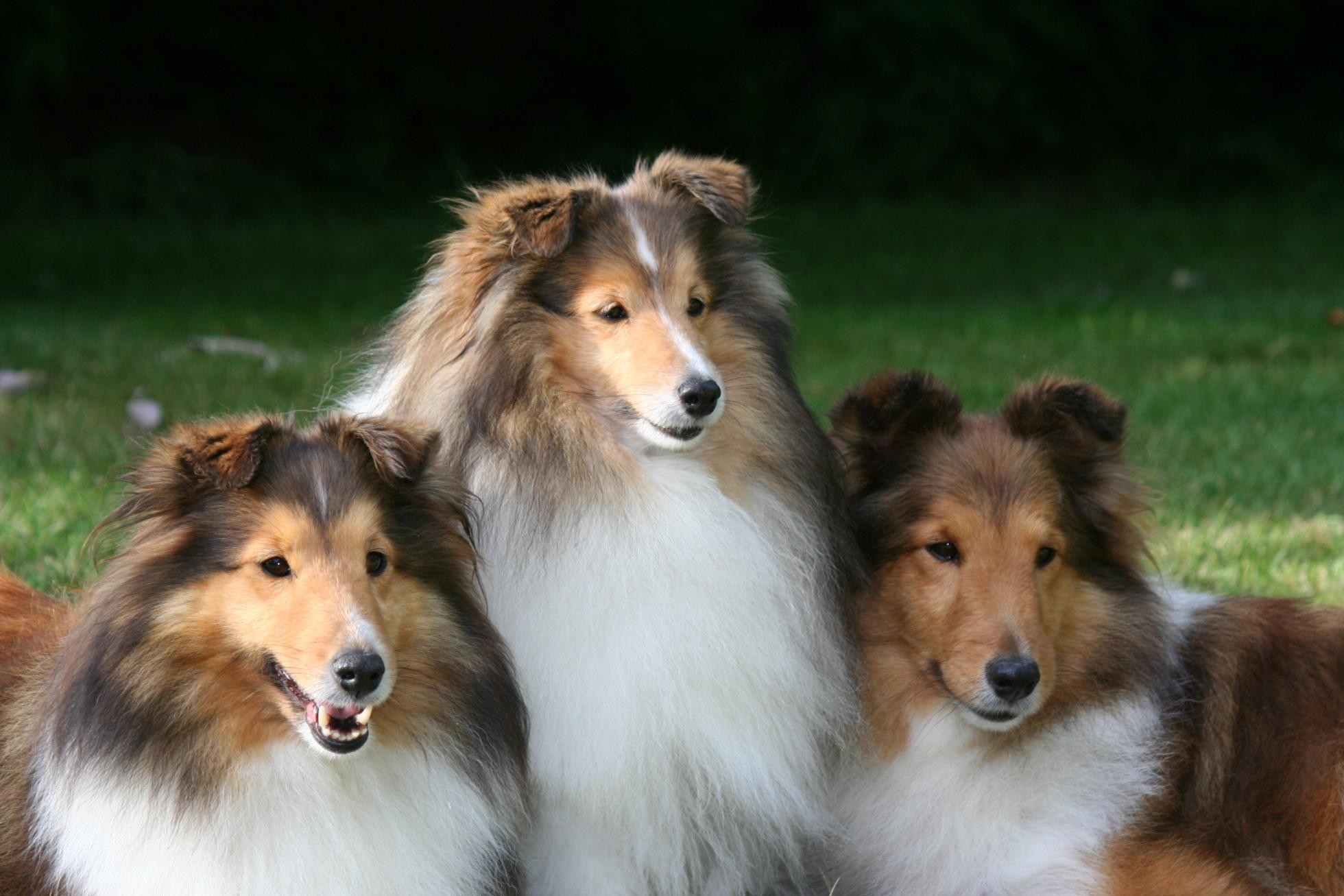 shetland sheepdog 1960x1307