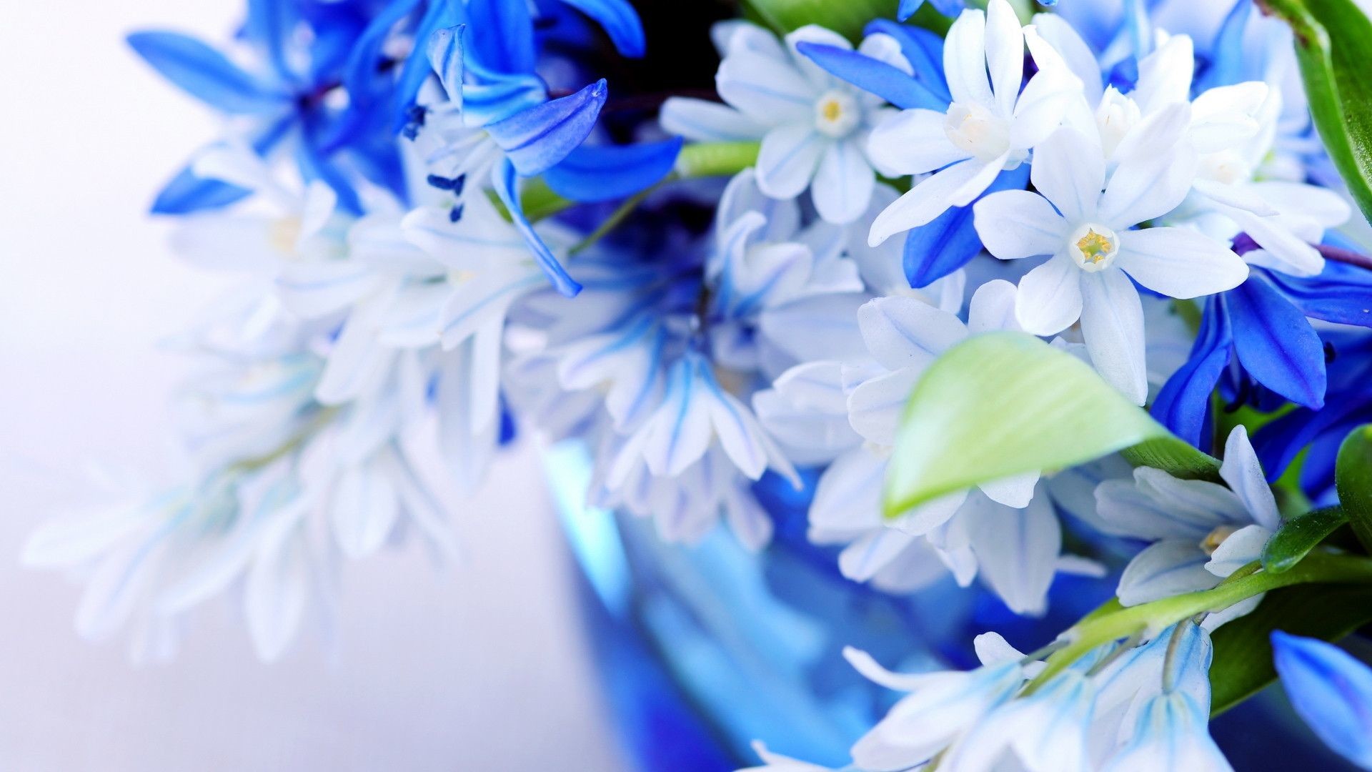 Hd Flower Wallpaper 75 Pictures